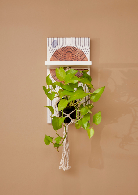 The Desert sun planter